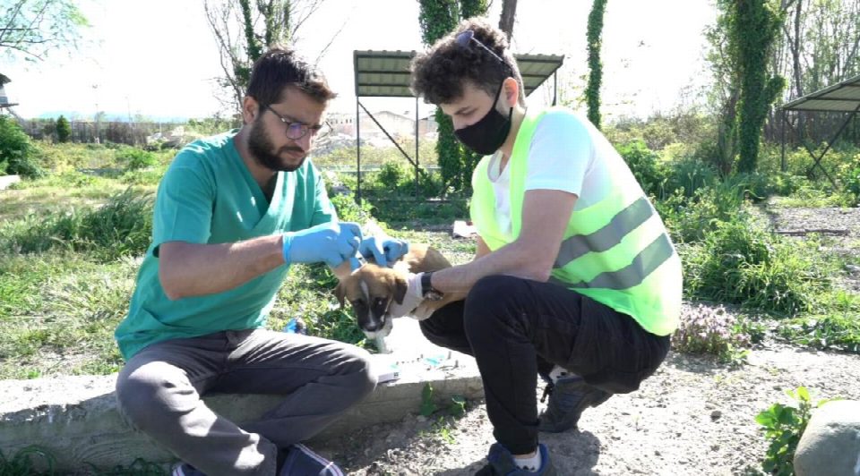 Büyükşehir patili dostlar için 19 ilçede sahada