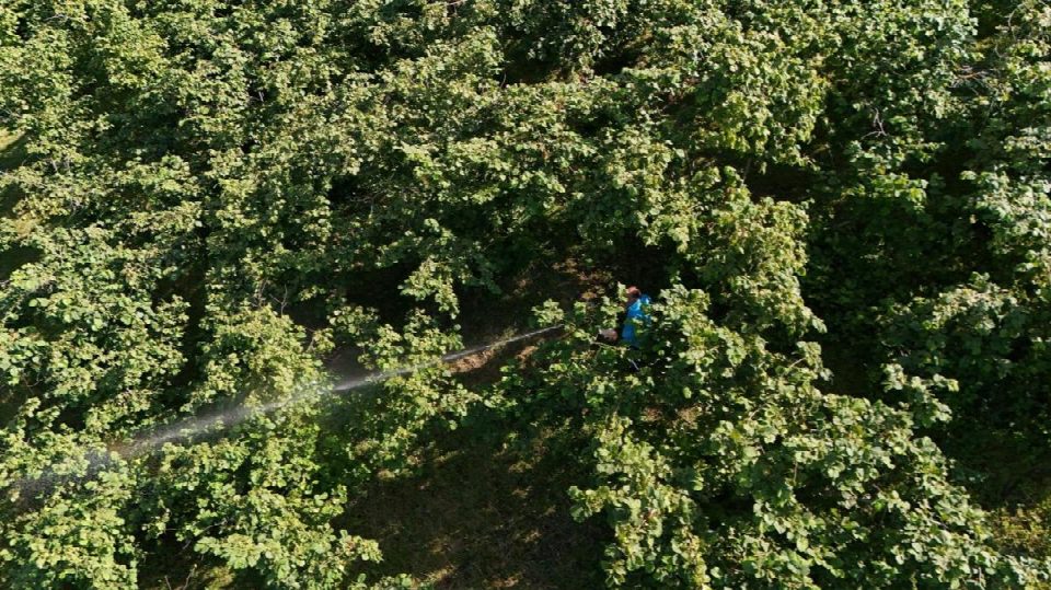 FINVER bahçelerinde kahverengi kokarca ile mücadele çalışmaları yapılıyor