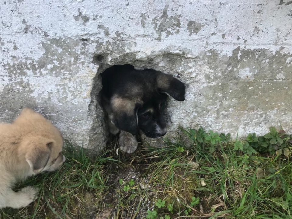 İtfaiye yavru köpek için seferber oldu