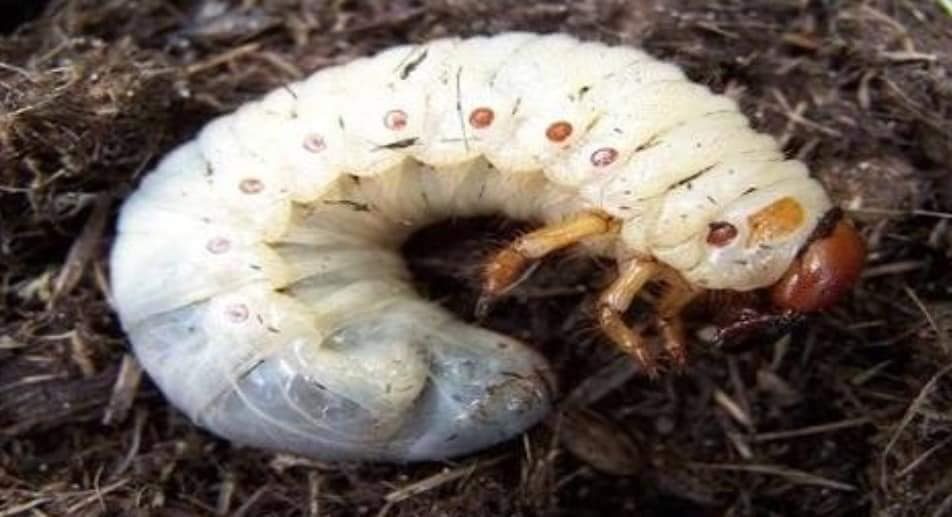 Fındıkta Mayıs Böceği mücadele zamanı başlamıştır