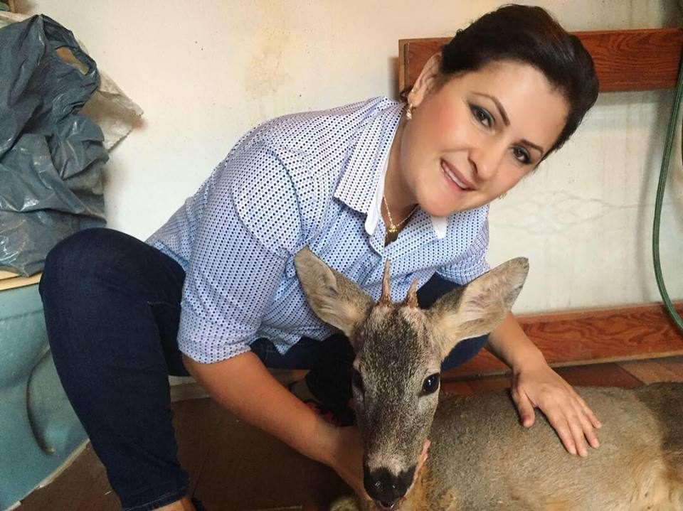 Yaralı karacayı köpeklerin elinden kurtardılar