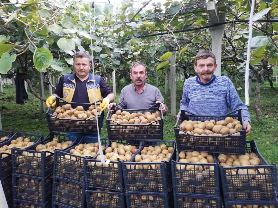 2020 yılı kivi hasadı başladı