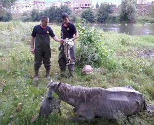 İTFAİYE'DEN YARALI ATI KURTARMA OPERASYONU