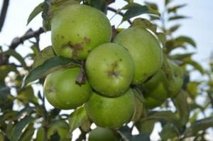ORGANİK TARIM FATSA'DA BENİMSENİYOR