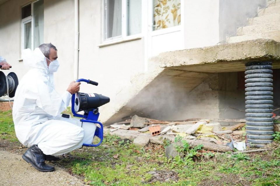 Fatsa’da kahverengi Kokarca ile mücadele seferberliği