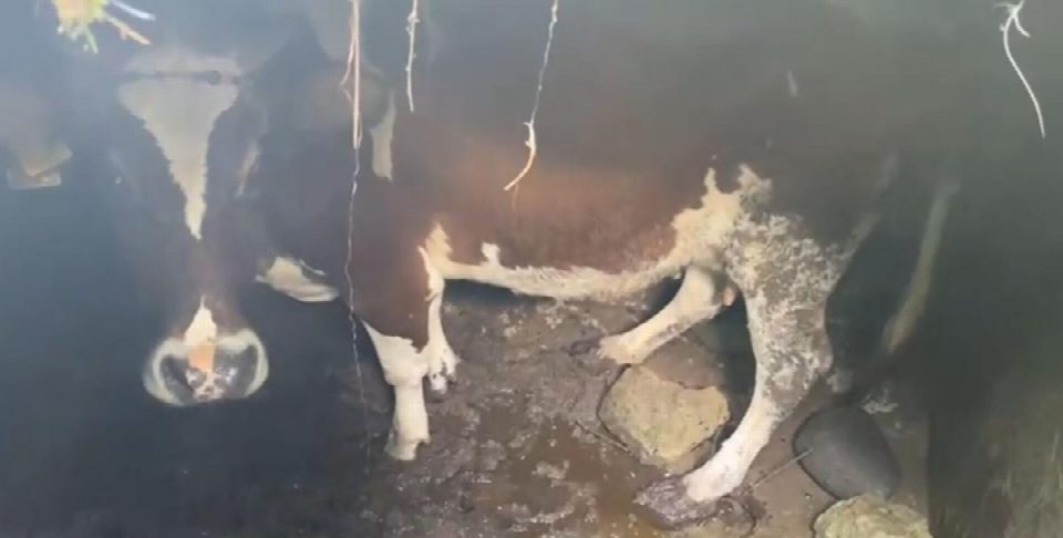İtfaiyenin inek kurtarma operasyonu