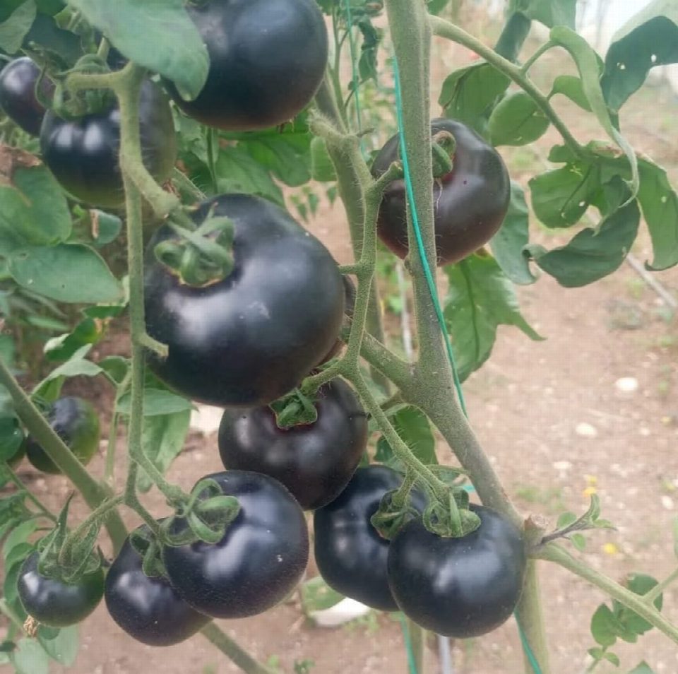 Kıbrıs’tan gelen siyah domates Fatsa’da toprakla buluştu
