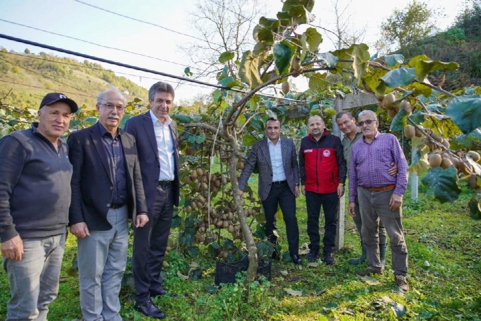 Fatsa'da kivi hasadı bereketi