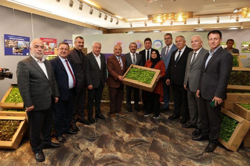 Büyükşehir, 600 bin ücretsiz fide dağıttı