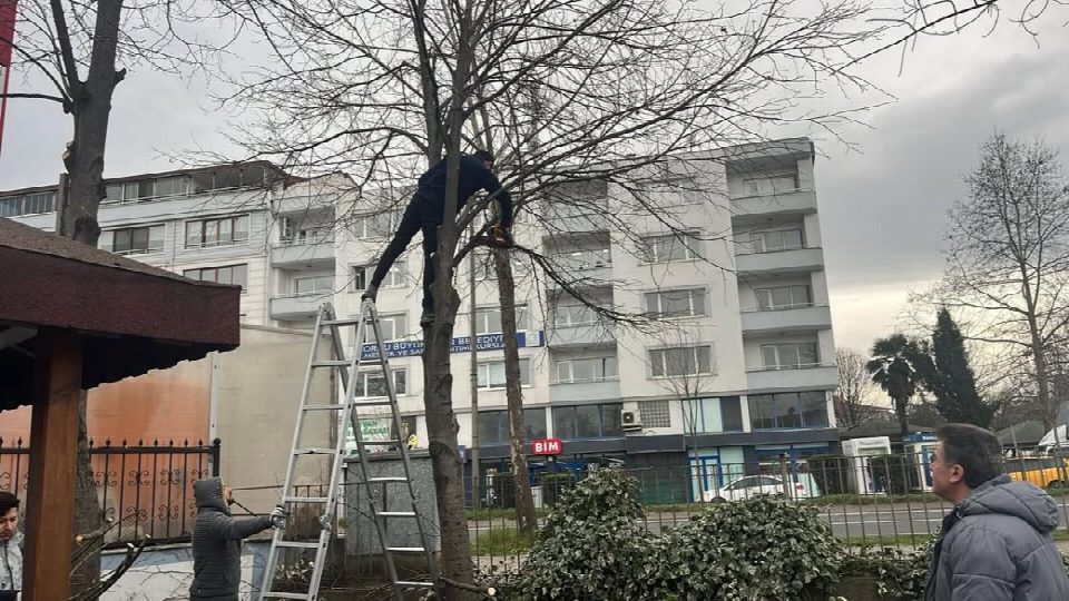 Fatsa belediyesi yeşil alanları bahara hazırlıyor