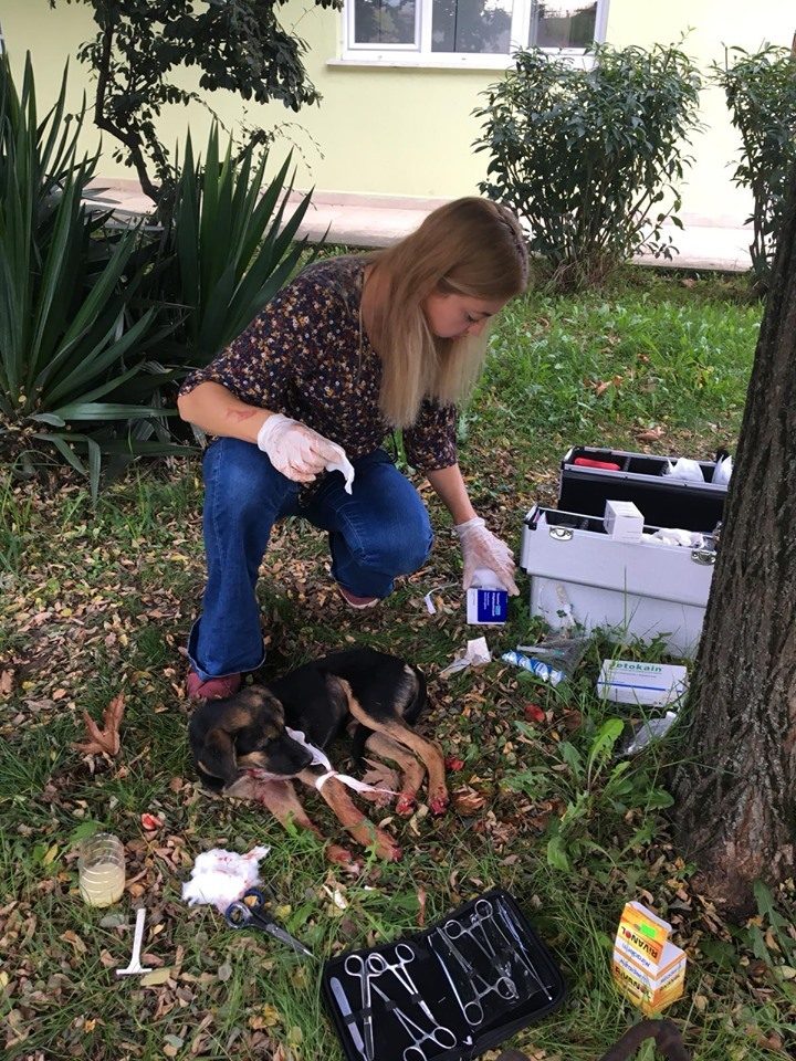 Yaralı Köpeğe Sahip Çıktılar