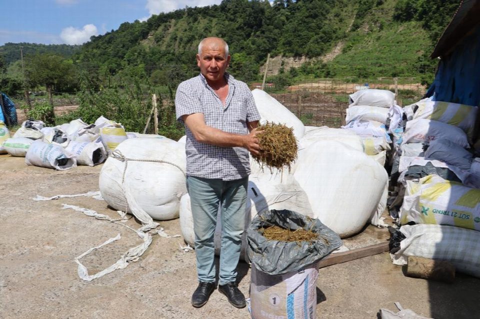 Fındık bahçeleri kaba yem ekim alanına dönüştü