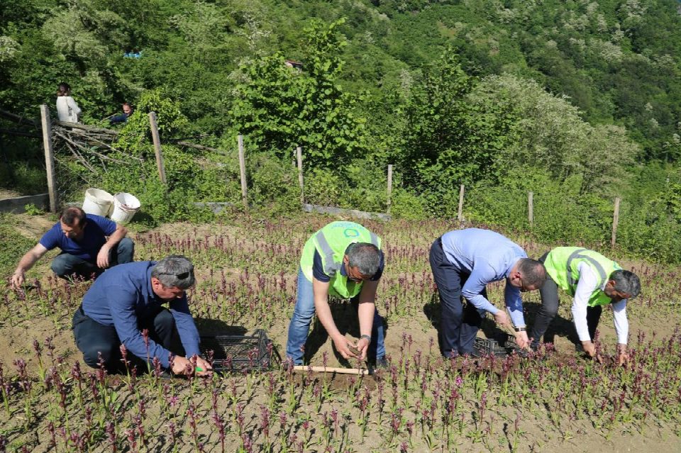 Ordu’da salep hasadı başladı