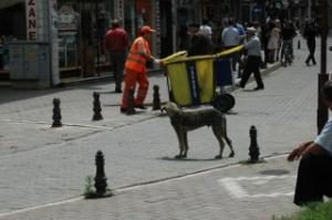 BAŞIBOŞ SOKAK KÖPEKLERİ TEHDİT EDİYOR