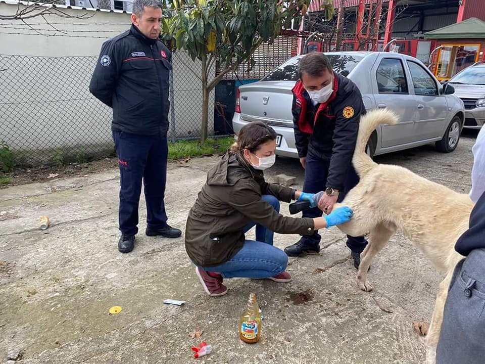 YARALI KÖPEĞE İLK MÜDAHALE YAPILDI