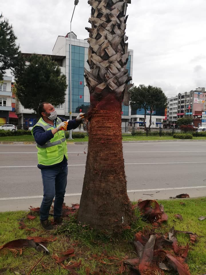 Palmiye ağaçlarına bakım yapılıyor