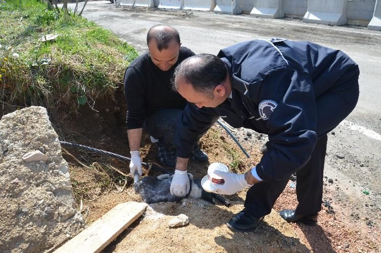 Polisler yaralı köpeğe sahip çıktı