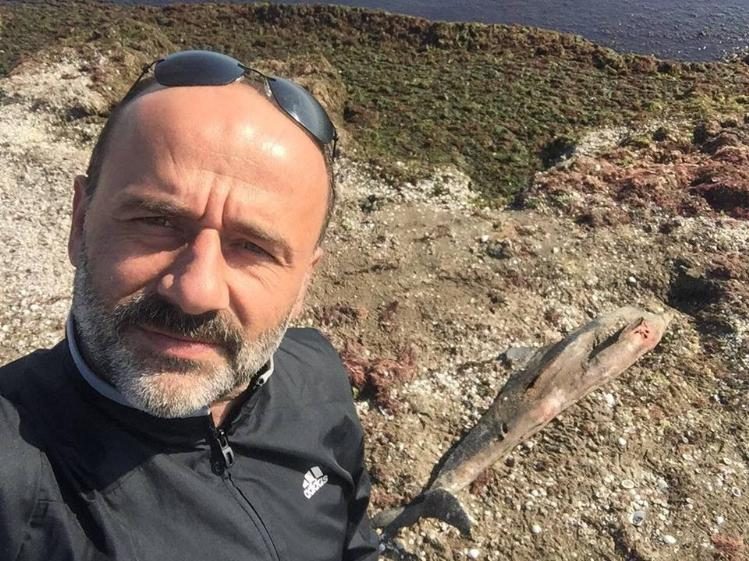 Ölü yunus karaya vurdu