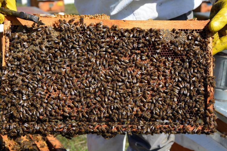 Türkiye’de en çok bal üreten il 16 bin278 ton ile Ordu