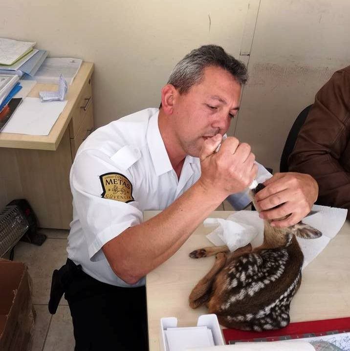Bulduğu yavru Ceylanı bebek gibi besledi