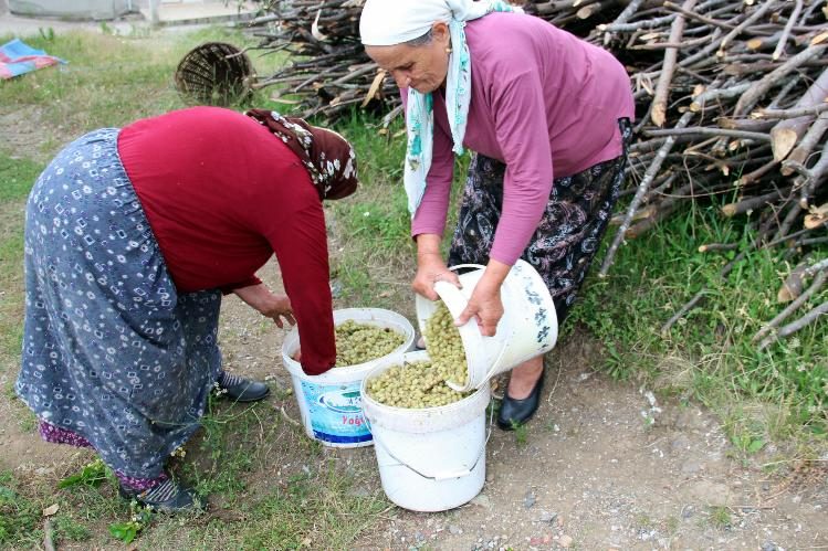 SAĞLIK İKSİRİ: DUT