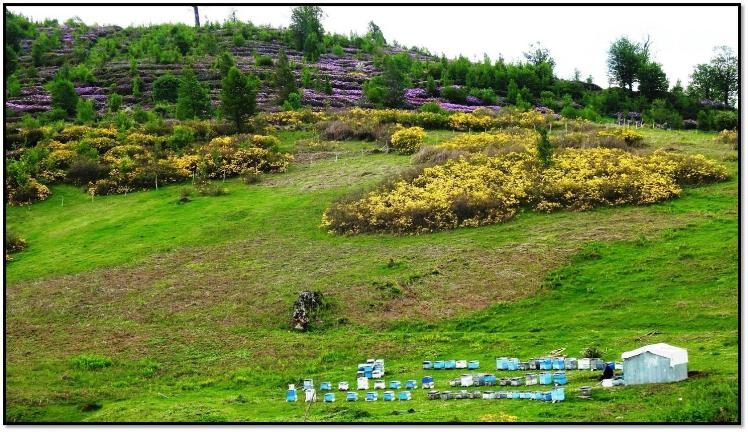 Ordu’ya 7. bal ormanı geliyor