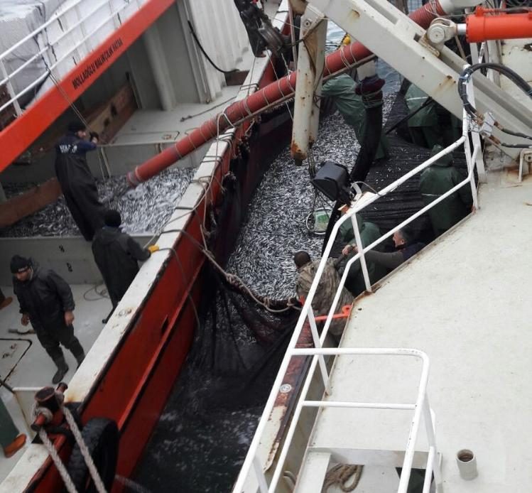 Karadeniz'den en çok hamsi ve palamut çıkıyor