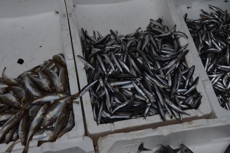 Fatsa’da balık fiyatları günlük değişiyor
