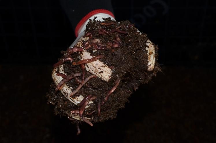 Ayda 3 ton organik solucan gübresi üretiyor