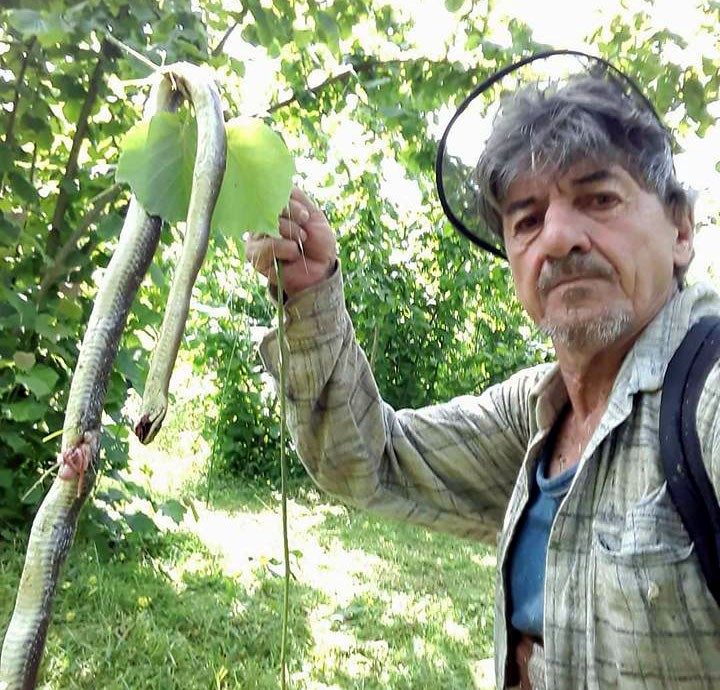 Fındık bahçelerinde görülen yılanlar korkutuyor