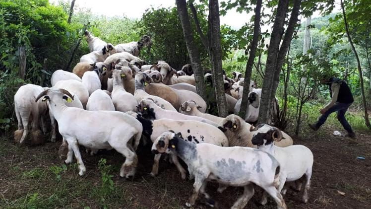 Koyunlar bayramlık için kırpılıyor