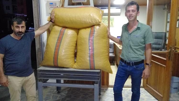 Yılın ilk fındığı Fatsa’da tüccara indi