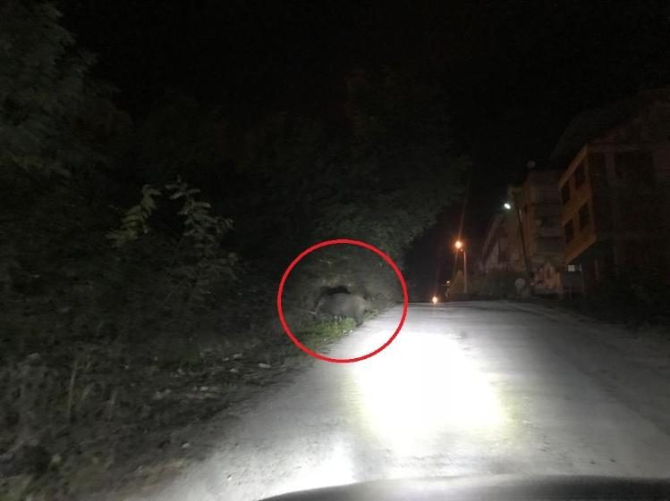 Yaban domuzları yaşam alanlarına indi