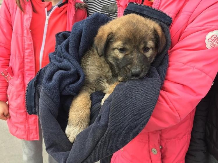 Duyarlı öğrenciler yaralı köpeğe sahip çıktı
