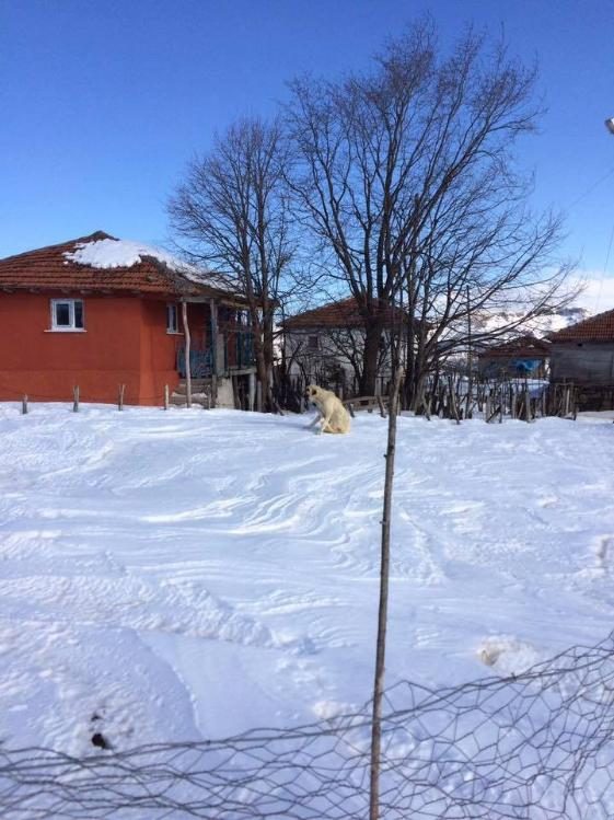 Yaylada mahsur kalan hayvanlar belediye ekiplerince kurtarıldı