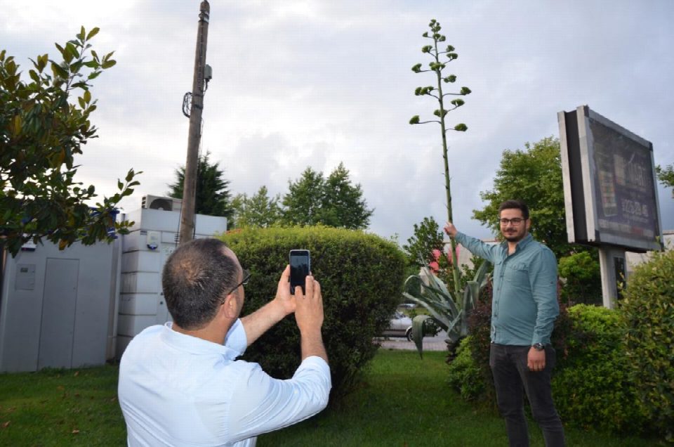 Dikildikten 14 yıl sonra çiçek açtı
