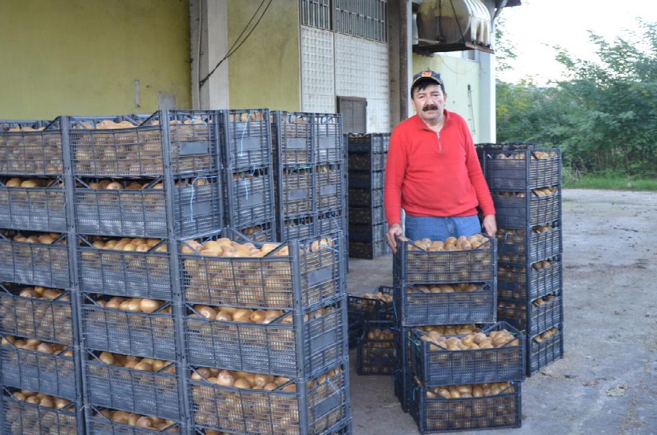 Kivideki yüksek verim üreticinin yüzünü güldürüyor