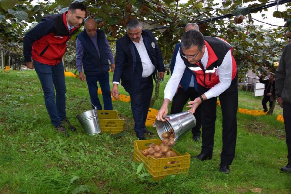 Ordu’da Kivi hasatı başladı