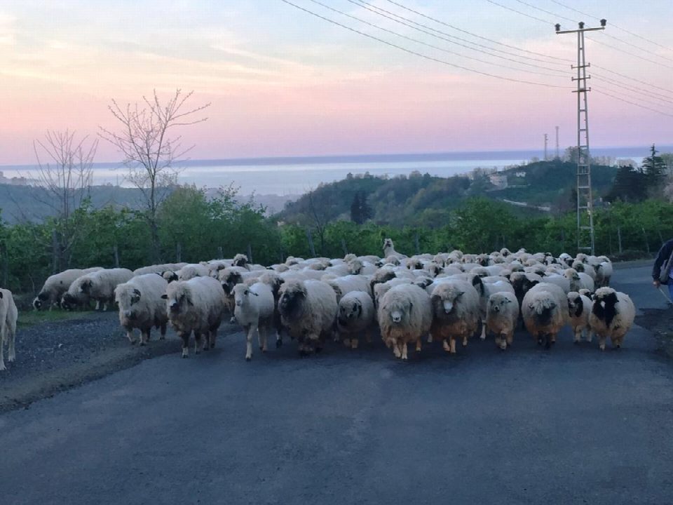 KOYUNLARIN YAYLA YOLCULUĞU BAŞLADI