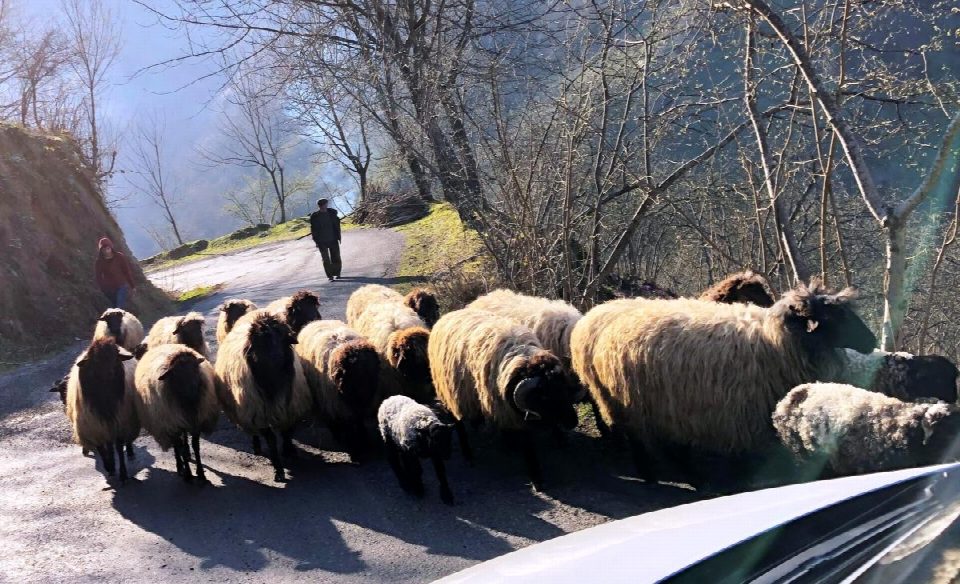Koyunların yayla yolculuğu başladı