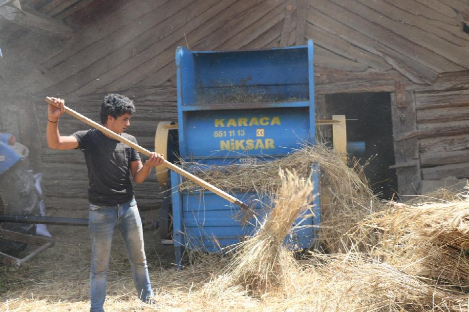 Buğdayın atası ‘Siyez’de hasat başladı