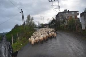 KOYUNLARIN YAYLA YOLCULUĞU BAŞLADI