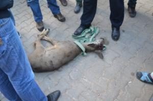 TELLERE TAKILAN KARACA YARALANDI