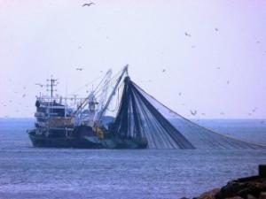 Karadeniz'de Hamsi SOS veriyor