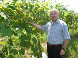 İZABELLA ÜZÜMÜ EK GEÇİM KAYNAĞI OLACAK