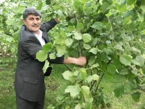 Fındık Tüccarı Ahmet Koç;"Fındık üreticilerinin 2009 yılında mahsulleri çok değerli olacak"