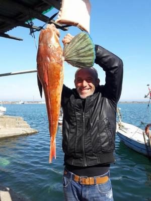 DEV "UÇAR BALIĞI" FATSA’DA AĞLARA TAKILDI
