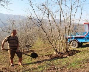 - Fındık fiyatları 9.75 TL’ye düştü, üretici tepkili