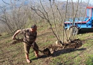 Kimyasal gübre yerine 'çiftlik gübresi' Fındıkta kullanılan çiftlik gübresi verimi arttırıyor