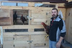 Kaportacı ustası iş yerinde horoz ve tavuk bakıyor Özel olarak tasarladığı kümeslerde hayvanlarına özenle bakıyor